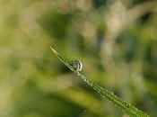 simple goutte rosée