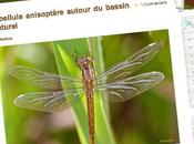 Bassins naturels, piscine biologique jardin…