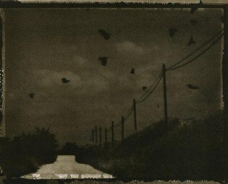 “Les corbeaux sont les oiseaux qui me manqueront le plus... “Les corbeaux sont les oiseaux qui me manqueront le plus...