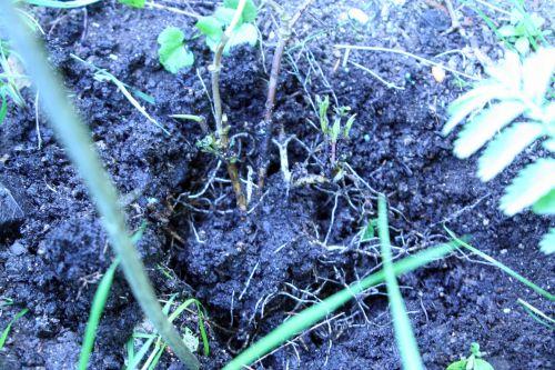 mexicana racines romi 23 mai 036.jpg