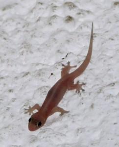 Gecko