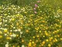 Le Jardin aux Etoiles : superbe apparence, réalité plus énervante