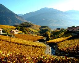 La renaissance du vignoble suisse et de ses terroirs…