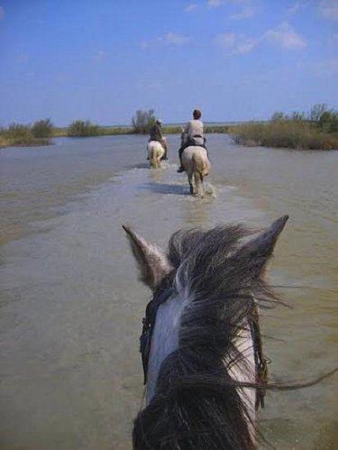 Le Parc Ornithologique de Pont de Gau en Camargue