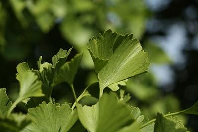 De passage au jardin Godron