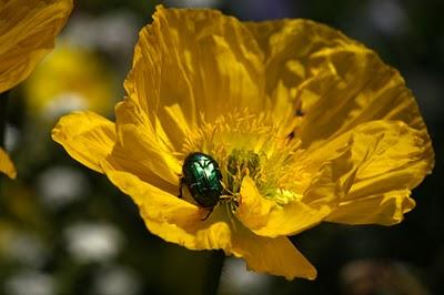 De passage au jardin Godron
