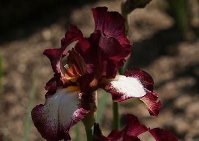 De passage au jardin Godron