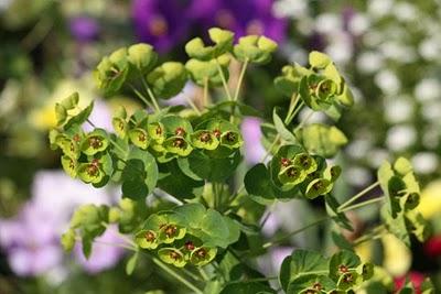 De passage au jardin Godron