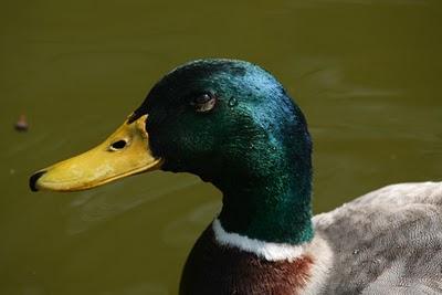 De passage au jardin Godron