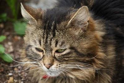 Journée médiévale à Liverdun (3)