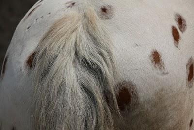 Journée médiévale à Liverdun (3)