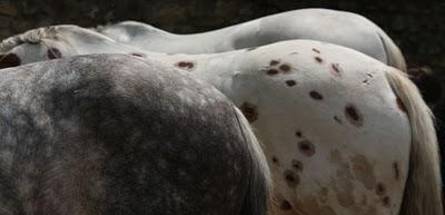 Journée médiévale à Liverdun (3)