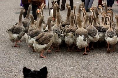 Journée médiévale à Liverdun (3)