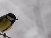 L’Oiseau (Anne-Marie Kegels)