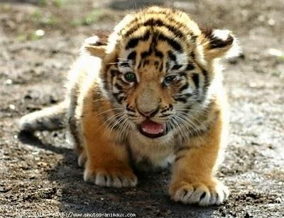 Rêvé d'un bébé tigre...