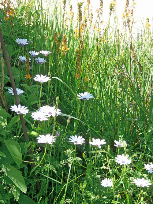 Mai 2010 : les Saints de Glace nous rappellent à l'ordre !