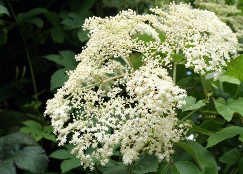 adams corymbe 18 juin 020.jpg