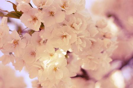 white_blossoms_1