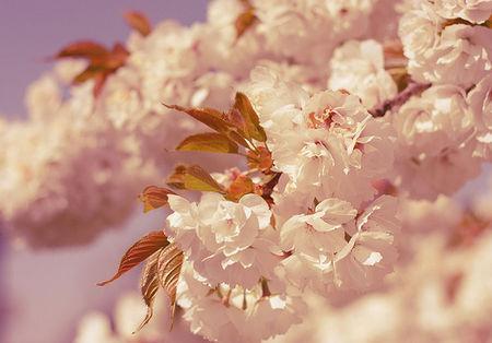 white_blossom_2