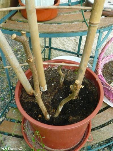 Tant qu'on est dans la botanique nique nique...