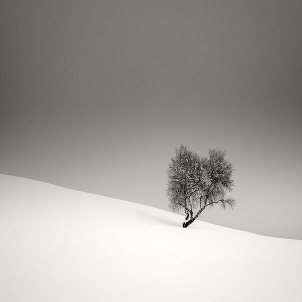 Pierre Pellegrini - Tree.jpg