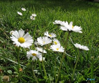 LUNDI M'A FAIT UNE FLEUR