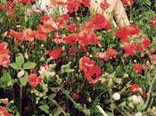 Demoiselle coquelicots.