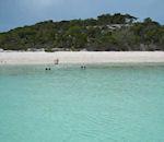 cochonnes dans l'eau plage Bahamas