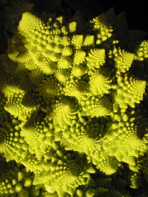 Les fractales dans la nature.
