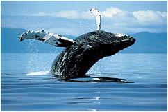 whales_home_humpback_01