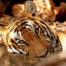 Leornardo DiCaprio s'engage à sauver les tigres avec le WWF