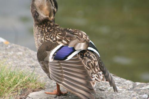 canards moret 30 mai 027 (29).jpg