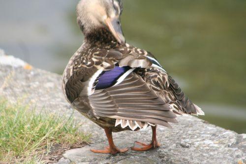 canards moret 30 mai 027 (30).jpg