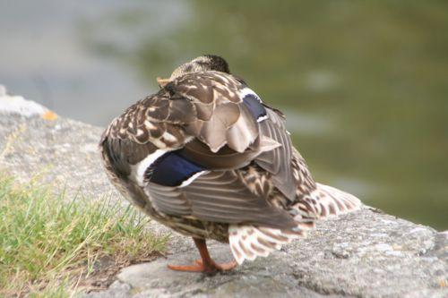 canards moret 30 mai 027 (31).jpg