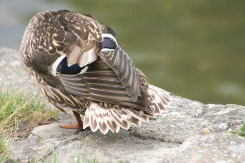 canards moret 30 mai 027 (32).jpg