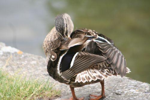 canards moret 30 mai 027.jpg