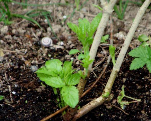 palmensis base romi 1 juin 032.jpg