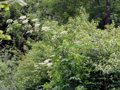 samdal romi 1 juin 017.jpg