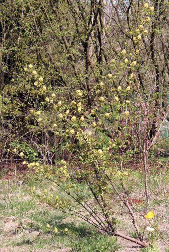 tigranii 17 avril 064.jpg