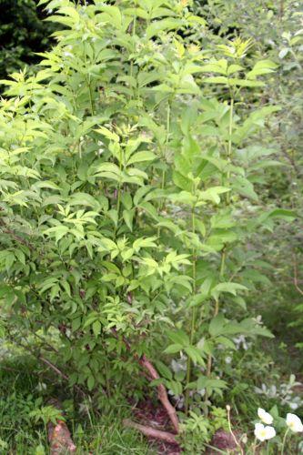 tigranii romi 1 juin 005.jpg