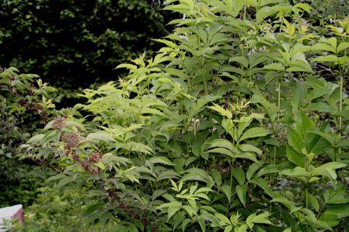 tigranii près romi 1 juin 004.jpg