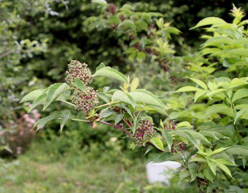 tigranii fruits romi 1 juin 003.jpg