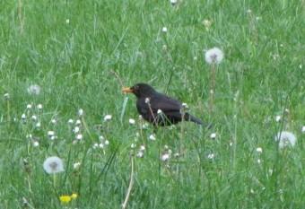 100602 Le Merle 0404 (1).jpg