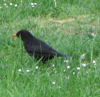 100602 Le Merle 0404.jpg