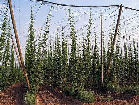 HOUBLON