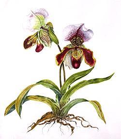 orchidee-sabot-de-venus-angeletti.1275554336.jpg