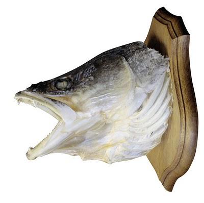 JEUDI C'EST LA PECHE