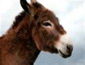 Fête de l'Ane et du Patrimoine de Pays à Vivario le 20 juin prochain