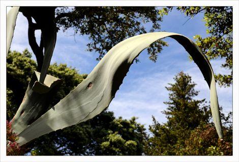 Philippe Ibars Agaves IBA_1775.jpg