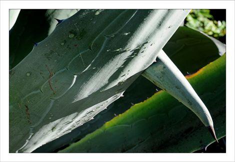 Philippe Ibars Agaves IBA_2073.jpg